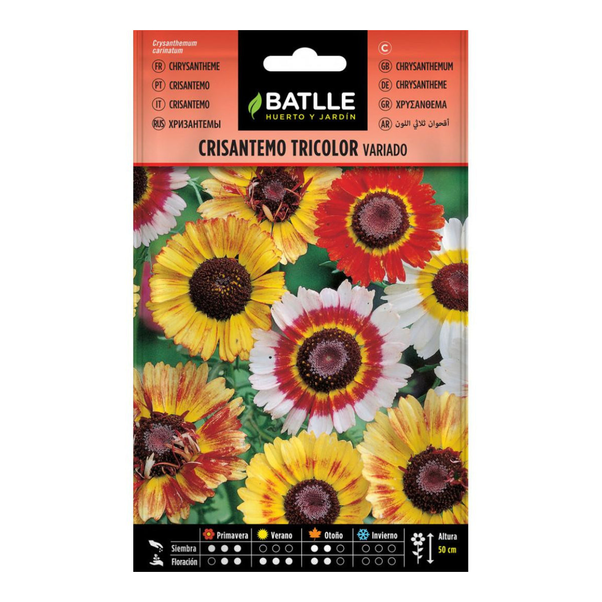Verschiedene dreifarbige Chrysanthemen-Samen Batlle