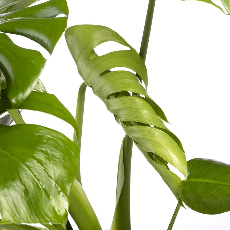 Monstera deliciosa of Adamsrib - skeletplant 80-90