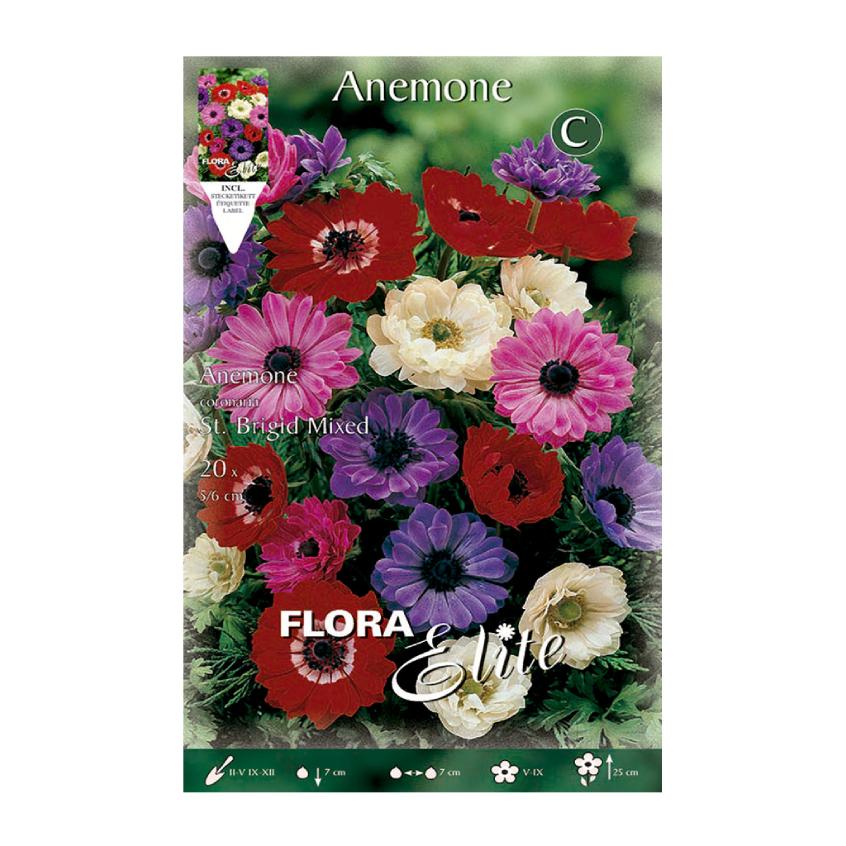 Bulbi di anemone Santa Brigida misto 20 pz