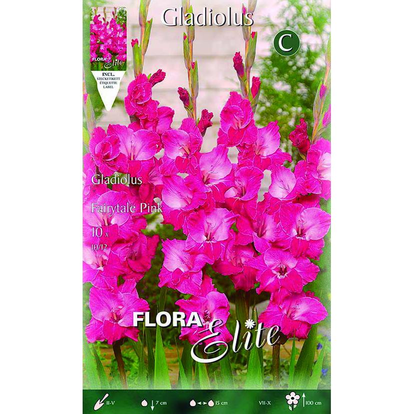 Gladiolenknollen in leuchtendem Fuchsia, 10 Stück