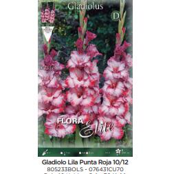 Bulbe de glaïeul lilas P. rouge 70 unités