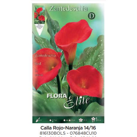 Bulbo Calla rojo naranja 1 ud