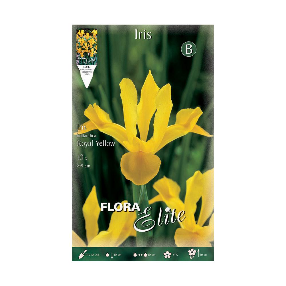 Żółte cebulki irysa holenderskiego 10 szt.