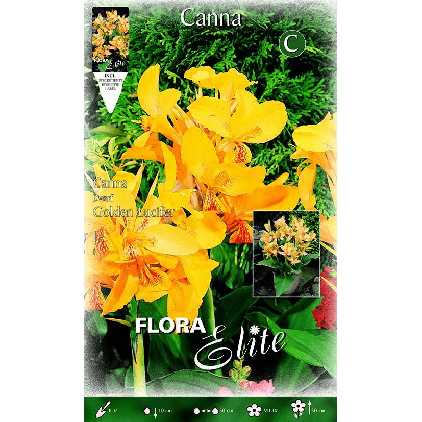 Bulbe Canna jaune motif orange feuille verte 1 unité