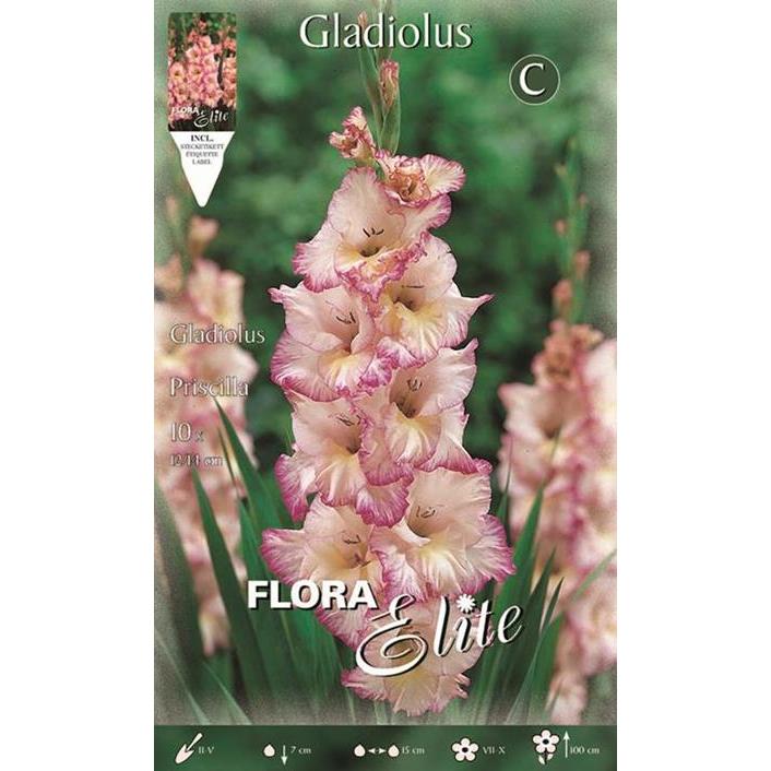 Gladiolenknolle weiß mit rosa Streifen 10 Stück