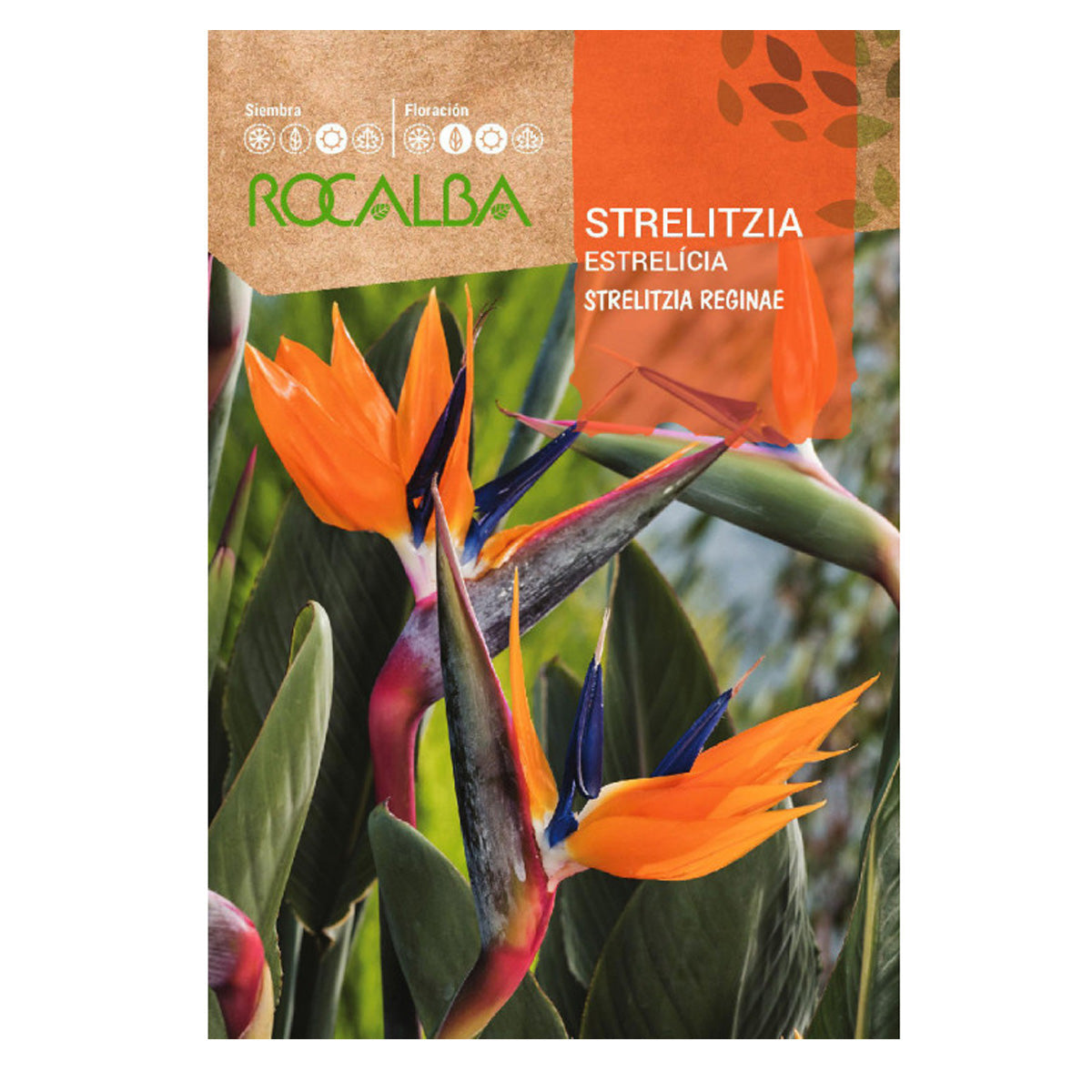 Strelitzia-Samen, Rocalba