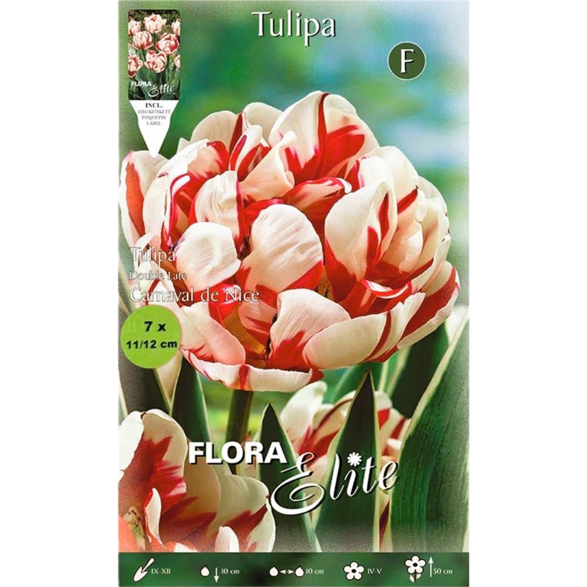 Lökar Vit röd tulpan 7 st