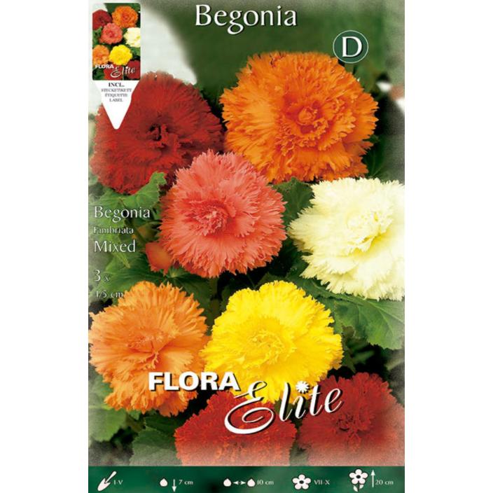 Bulbe Begonia Fimbriata mélange 3 unités