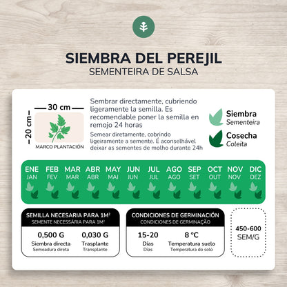 Ekologiska frön av vanlig bredbladig persilja Planeta Huerto