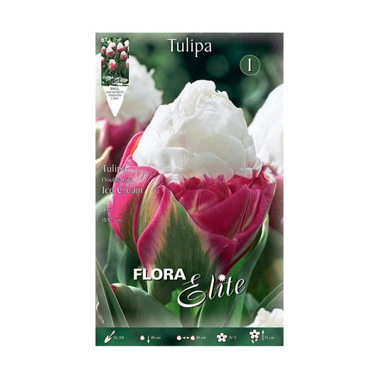 Double Ice Cream Tulip Bulbs, 5 pcs