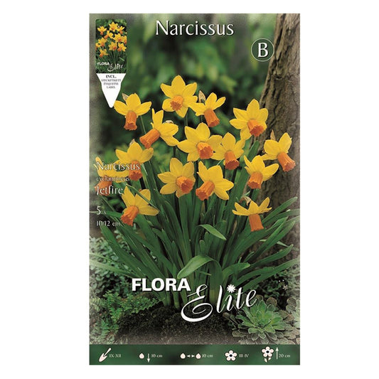 Bulbi Narciso Jetfire giallo arancione 5 pz