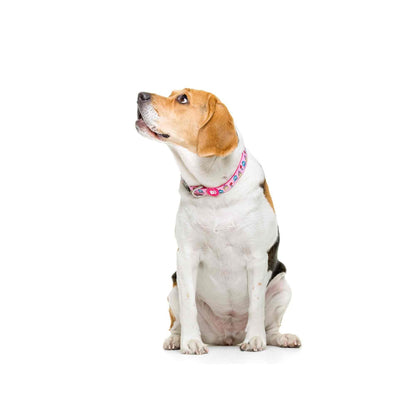 Collier pour chien PRINCESS Dukier M