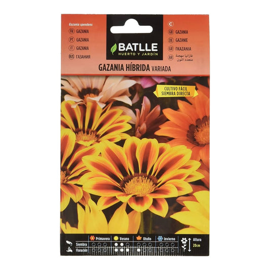 Blandade hybridfrön av Gazania Batlle