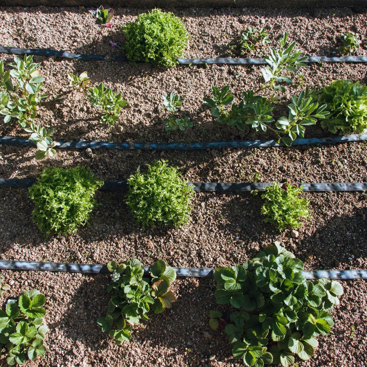 Garten Planeta Huerto Ausschwitzrolle 25 m