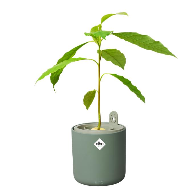 Pot de germination pour avocats Amazing Avocado Elho Vert