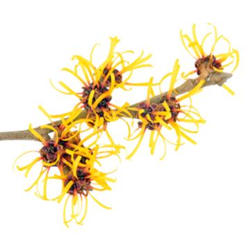 Deodorante spray 48 ore Basis Sensitiv Lavera 75 ml