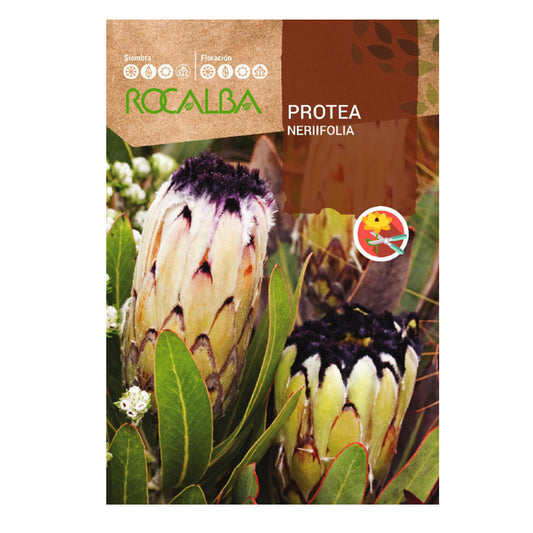 Semi di Protea Nerifolia, Rocalba