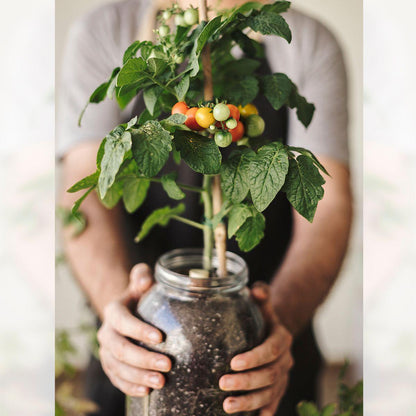 Kit de culture d'intérieur Tomate Cherry