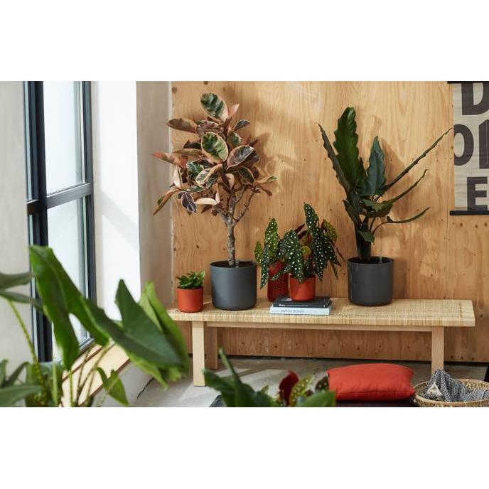 B.for Soft Round Elho Anthracite 35 cm Plant Pot