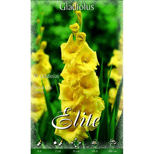 Gul gladioluslök 10 st