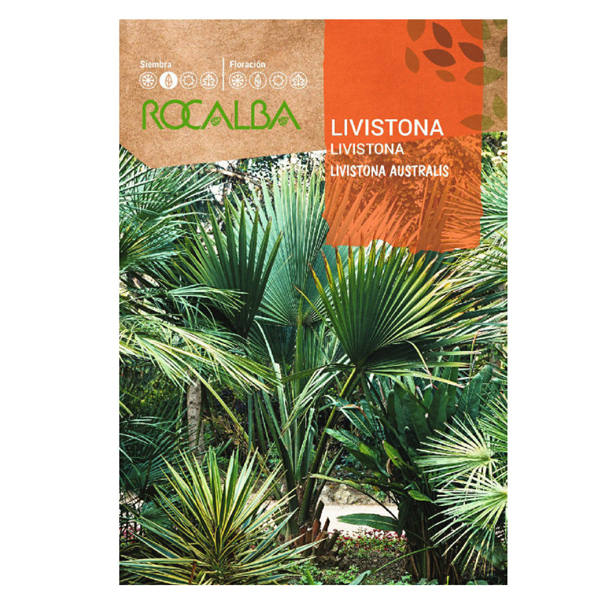 Livistona-Palmenkerne, Rocalba
