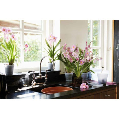 Pot pour orchidées Green Basics Elho transparent 15 cm