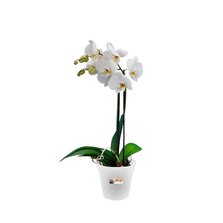 Pot pour orchidées Green Basics Elho transparent 15 cm