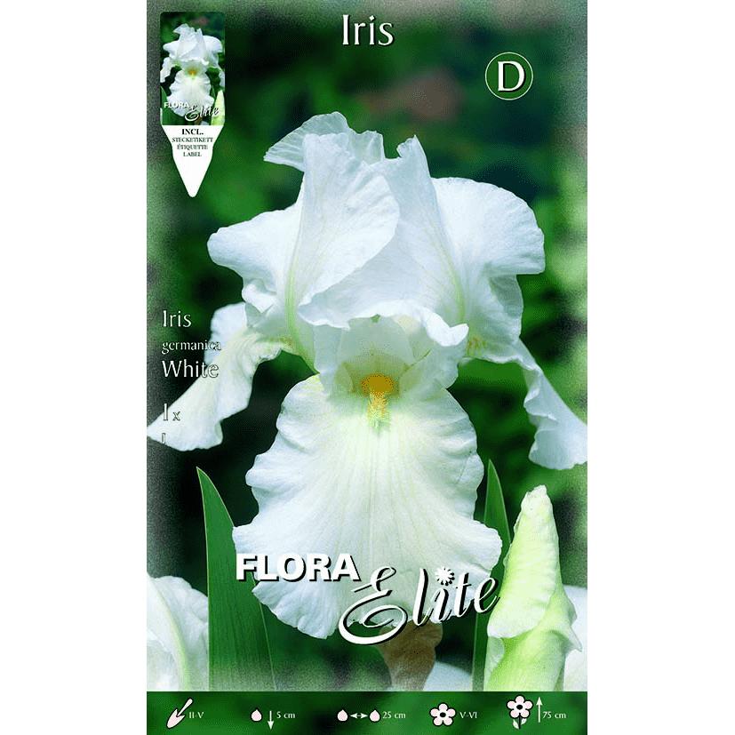 White German Iris Bulb 1 pc