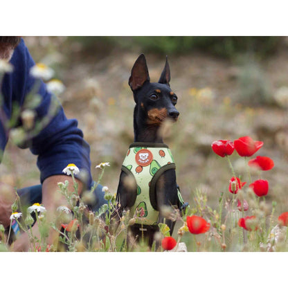 AVOCADO Dukier XL reversible dog harness