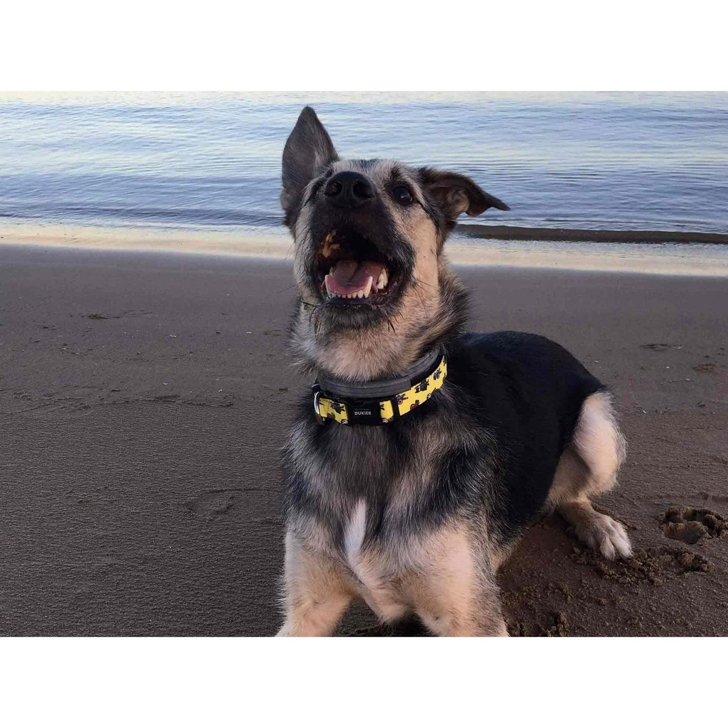 SUPERDOG Dukier XS Dog Collar XS