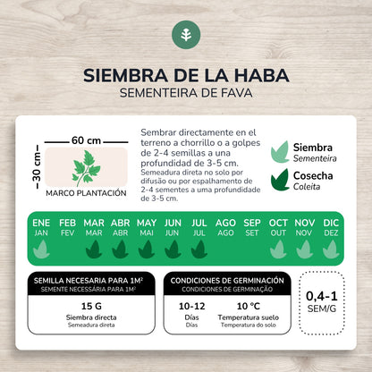 Graines de haricots bio Aguadulce Planeta Huerto