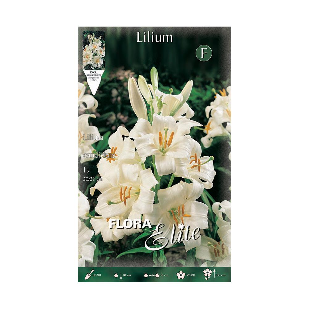 Cebulka lilii Lilium candicum 1 szt.
