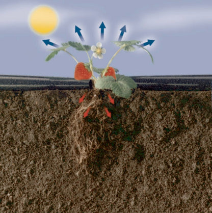 Nortene Fresafilm mulching film 1.4 x 10 m