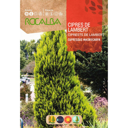 Lambertcypressfrön  Cipreses macrocarpa