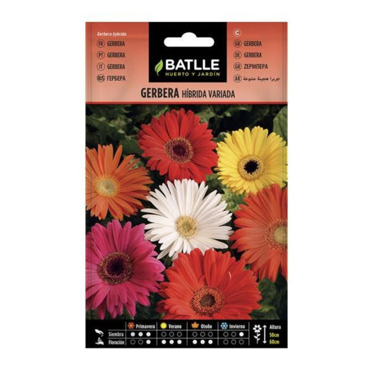 Gerbera Batlle-frön