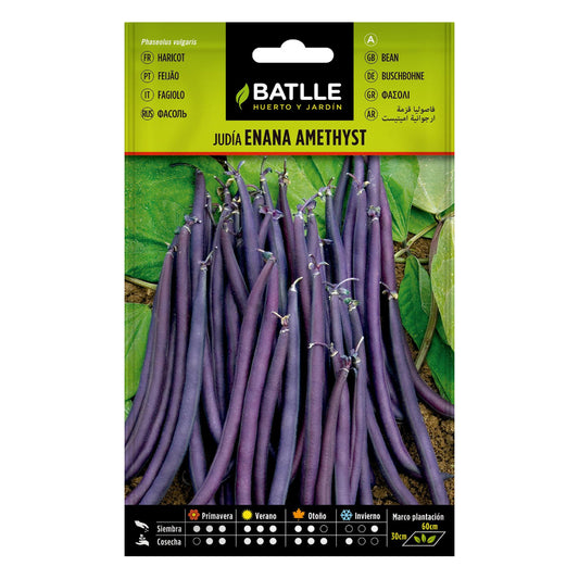 Amethyst dwarf bean seeds 25 g Batlle