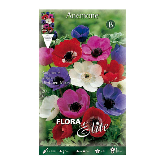 Bulbes d'anémones de Caen, mélange de 20 unités