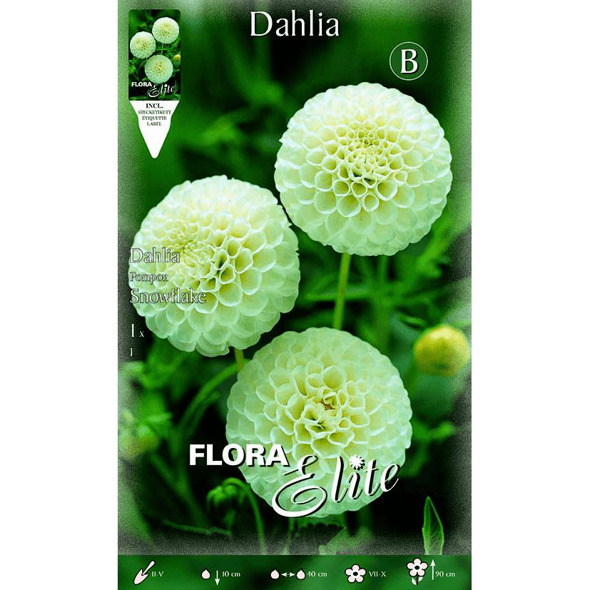 Bulbe de dahlia Pom Pom blanc 1 unité