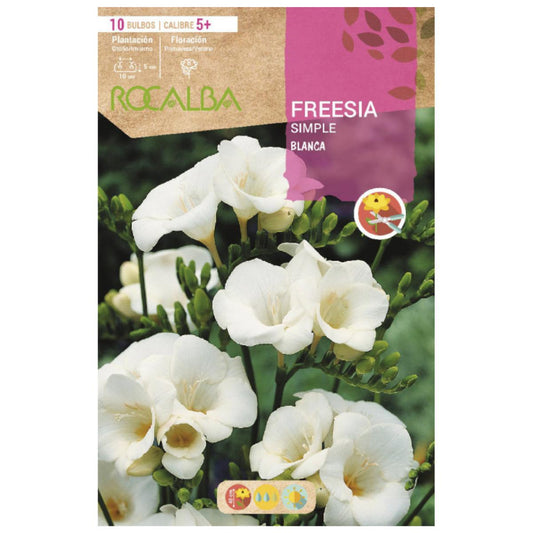 Enkel vit freesia-lök 10 st Rocalba
