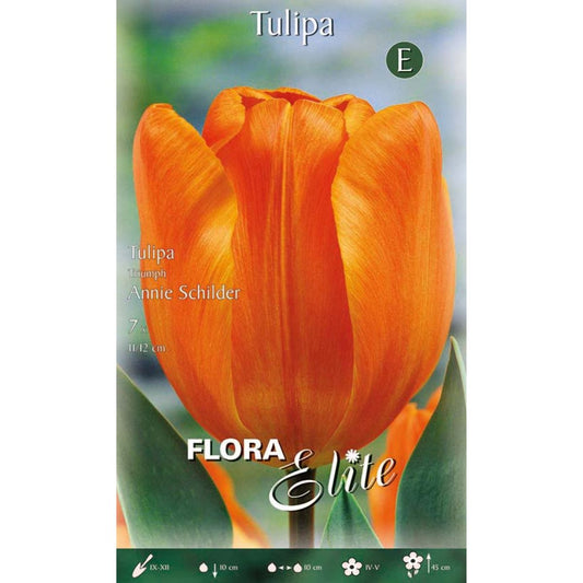 Orange tulip bulbs 7 pcs