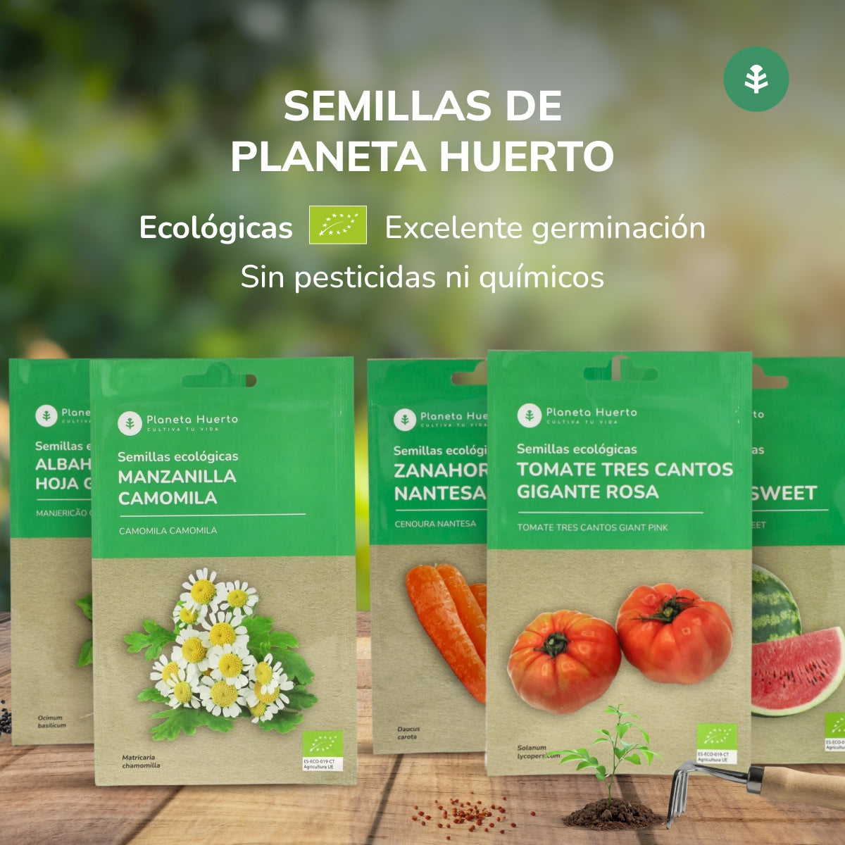 Semi di lattuga romana biologica Planeta Huerto