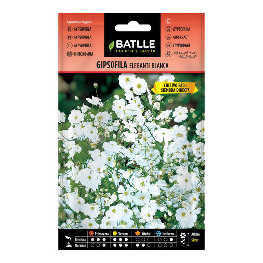Frön av elegant vit gipsofila Batlle