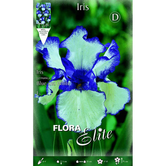 Blume Blaue Iris weiß 1 Stück