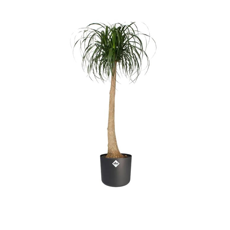 Bloempot B.for Soft Round Elho Antraciet 25 cm