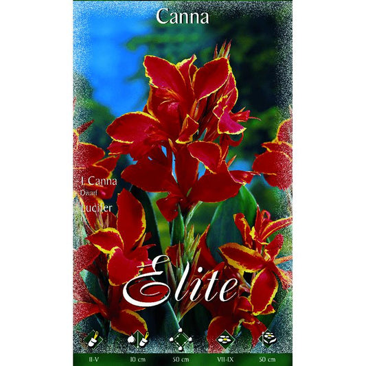 Bulbo Canna roja borde amarillo hoja oscura