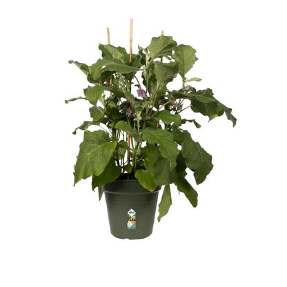 Pot de fleur Green Basics Elho Vert 17 cm