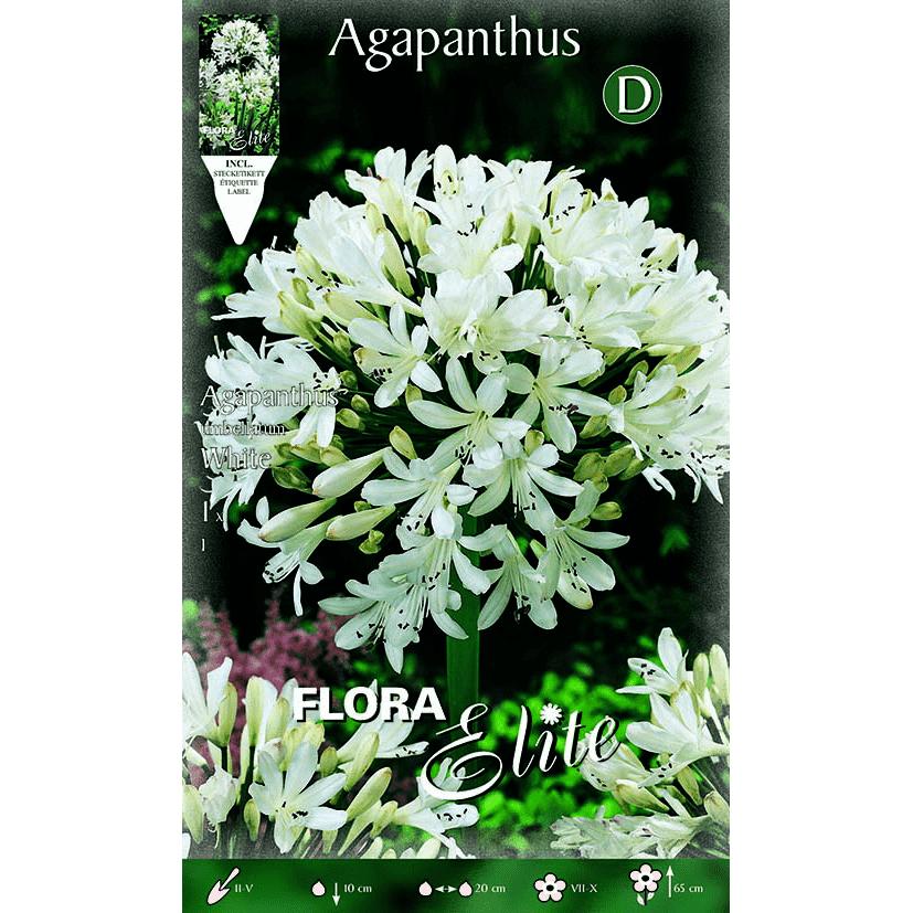 White Agapanthus bulb 1 pc