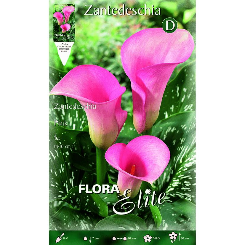 Bulbo Calla rosa 1 ud