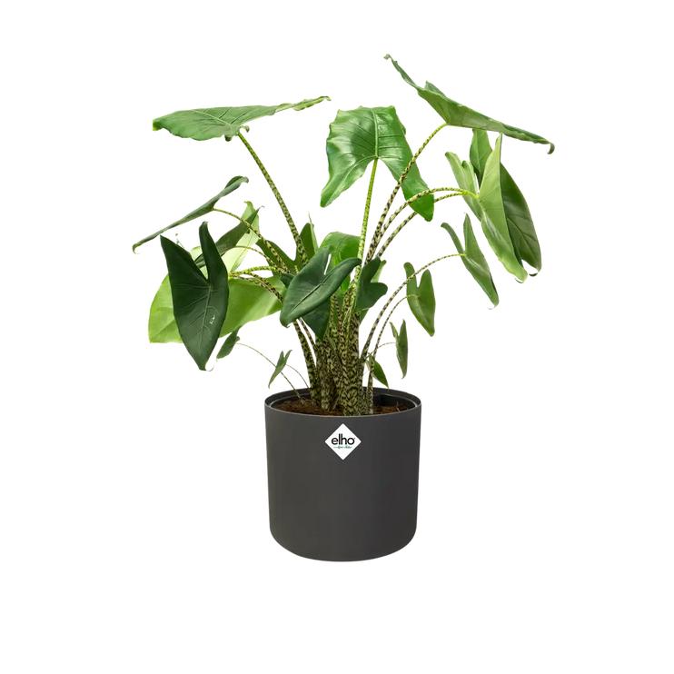 Doniczka B.for Soft Round Elho antracytowa 22 cm