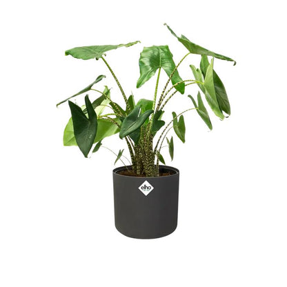 Doniczka B.for Soft Round Elho antracytowa 22 cm